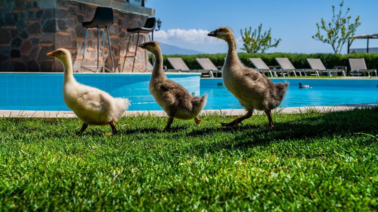 Assos Alis Farm Boutique Hotel & Spa Luaran gambar